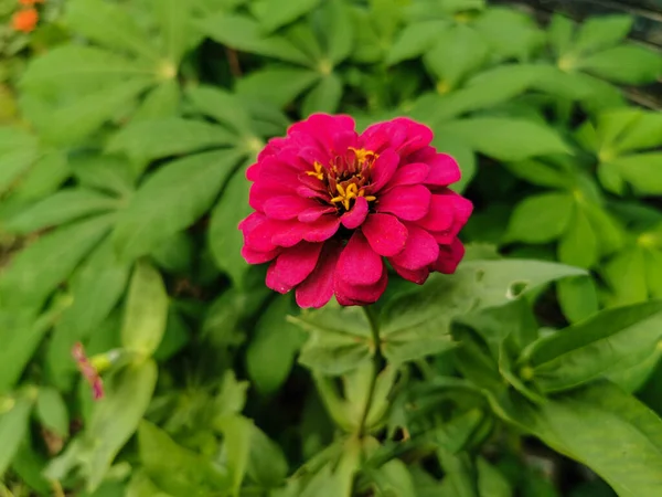 Cerca Hermosa Flor Zinnia Rojo Púrpura Floreciendo Jardín Flor Fresca — Foto de Stock