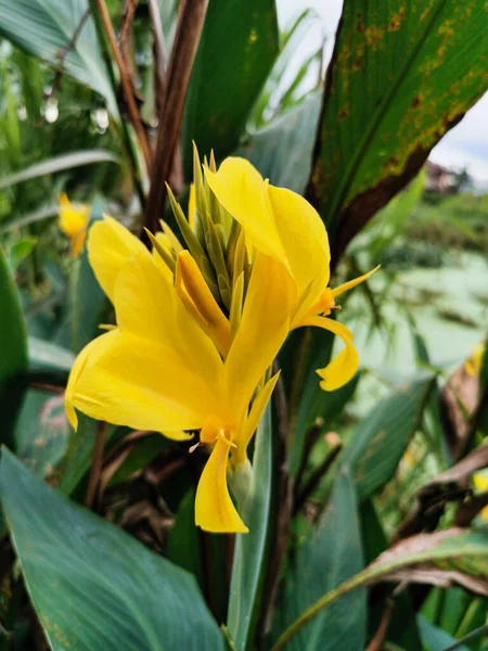 Fechar Bonito Flor Canna Amarelo Florescendo Jardim — Fotografia de Stock