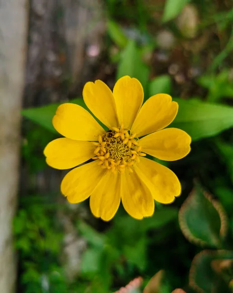 Zamknij Się Piękny Żółty Kwiat Cynnii Kwitnący Ogrodzie — Zdjęcie stockowe
