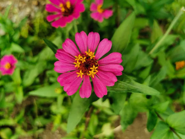 Закройте Красивый Розовый Фиолетовый Цветок Цветущий Саду — стоковое фото