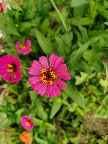 Primer Plano Hermoso Rosa Púrpura Flor Zinnia Floreciendo Jardín — Foto de Stock