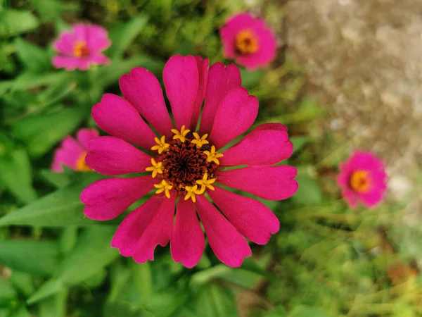 庭に咲くジンニアの花の美しいピンクや紫を閉じます — ストック写真