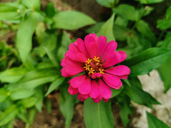 庭に咲くジンニアの花の美しいピンクまたは紫を閉じます 緑色の葉を持つ単新花背景 — ストック写真