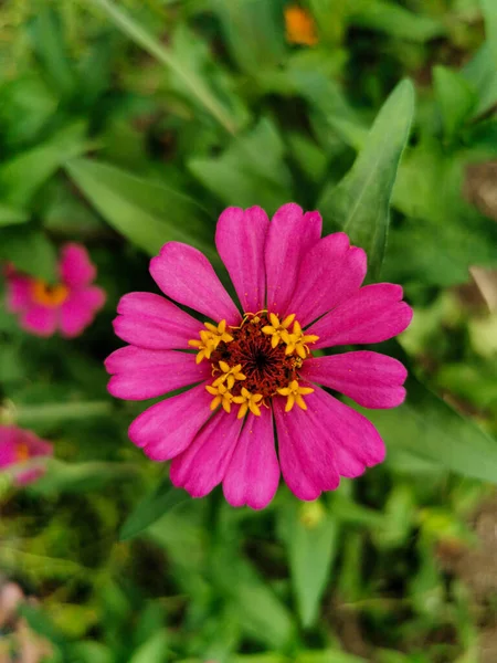 Närbild Vacker Rosa Eller Lila Zinnia Blomma Blommar Trädgården — Stockfoto