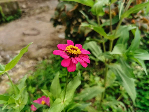 지니아 아름다운 분홍빛 덮으라 정원에 식물을 구경하라 — 스톡 사진