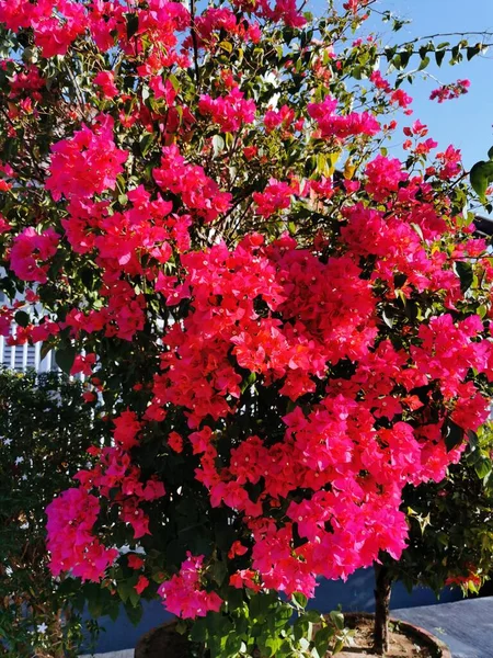 Мбаппе Цветные Бугаинвиллеи Ярко Розовые Цветы Magenta Bougainvillea Качестве Цветочного — стоковое фото