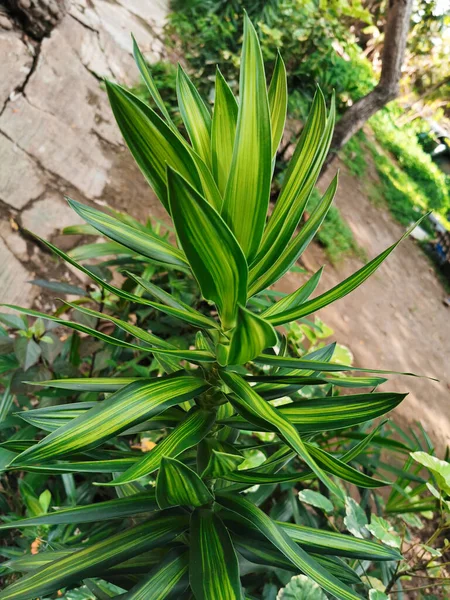 Όμορφα Και Φρέσκα Πράσινα Φύλλα Των Φυτών Dracaena — Φωτογραφία Αρχείου