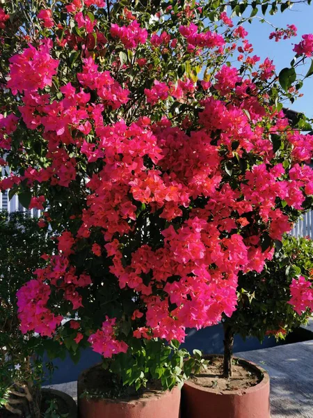 Güzel Renkli Begonvil Çiçekleri Çiçek Arkaplanı Olarak Parlak Pembe Bir — Stok fotoğraf