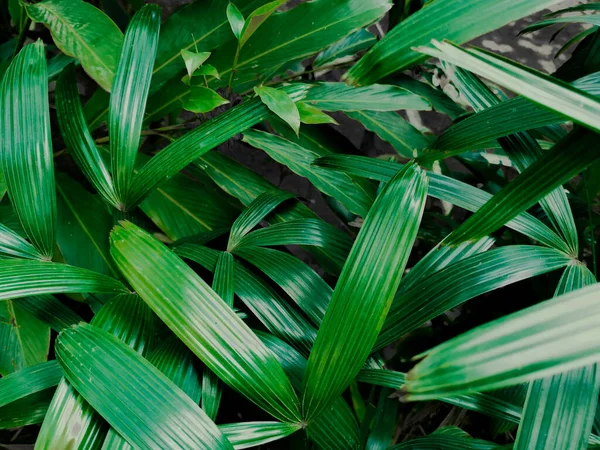 Красивые Зеленые Тропические Листья Фона Обоев Rhapis Excelsa Процветать Саду — стоковое фото