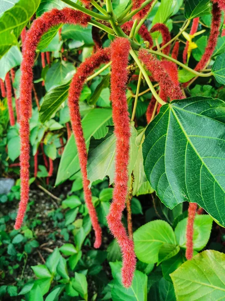 Яскравий Червоний Колір Квітів Acalypha Hispida Свіжими Зеленими Листками Рослина — стокове фото