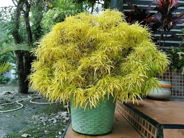 Hermosa Planta Ornamental Amarilla Euodia Ridleyi Porche Flores Bonitas Frescas —  Fotos de Stock
