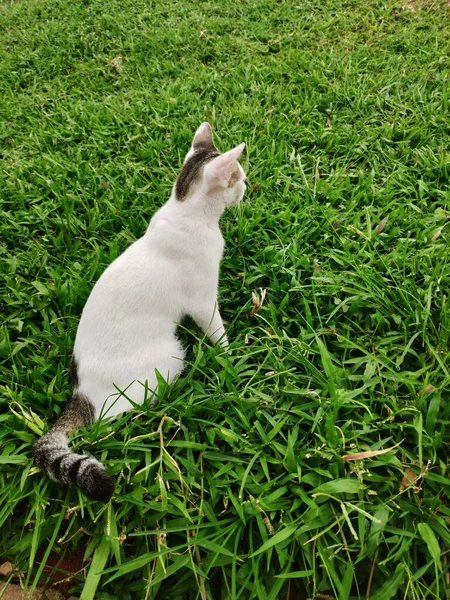 Gato Branco Sentado Grama Verde Jardim Com Olhar Afiado Frente — Fotografia de Stock