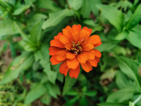 Крупним Планом Красива Квітка Апельсина Цинія Розпускається Саду Одиночна Свіжа — стокове фото