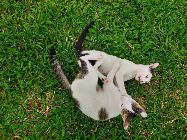 有趣的孪生猫在花园里玩耍 美丽的孪生猫在绿草上相互攀爬 — 图库照片