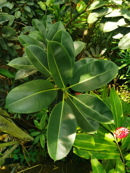 Folhas Verdes Planta Ficus Jardim — Fotografia de Stock