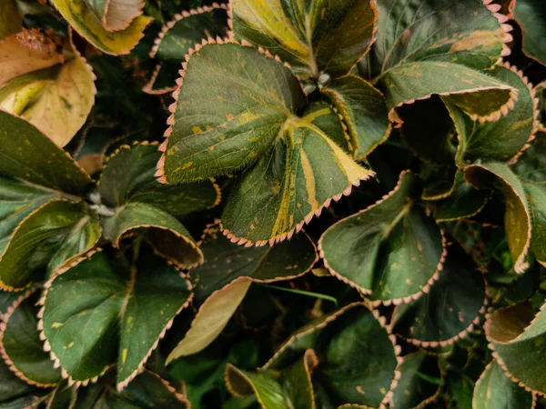 Vista Naturaleza Las Plantas Verdes Con Nombres Comunes Hoja Cobre — Foto de Stock