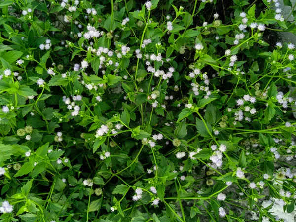Natur Ansicht Von Ageratum Conyzoides Pflanzen Für Hintergrund Und Tapete — Stockfoto