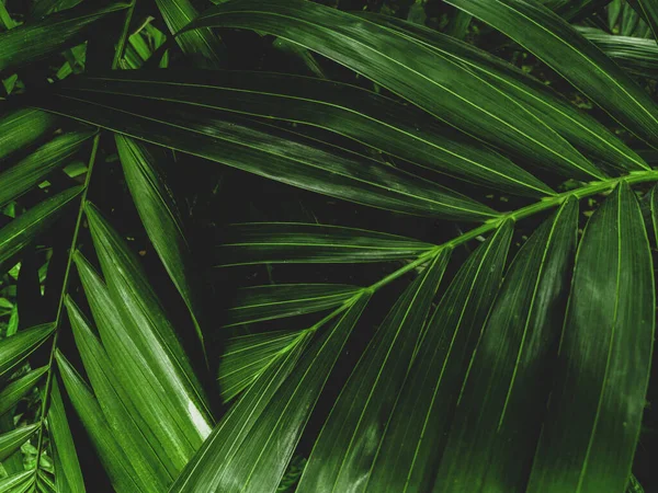 Arka Plan Duvar Kâğıdı Için Areca Palmiye Yapraklarının Güzel Koyu — Stok fotoğraf
