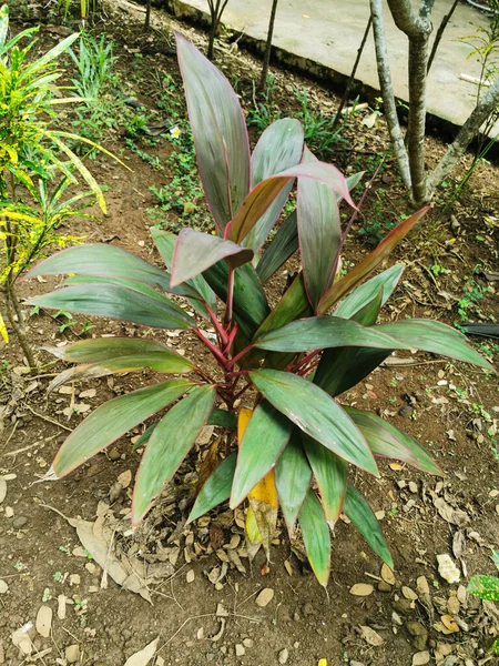 Vue Sur Nature Cordyline Fruticosa Plante Dans Jardin — Photo