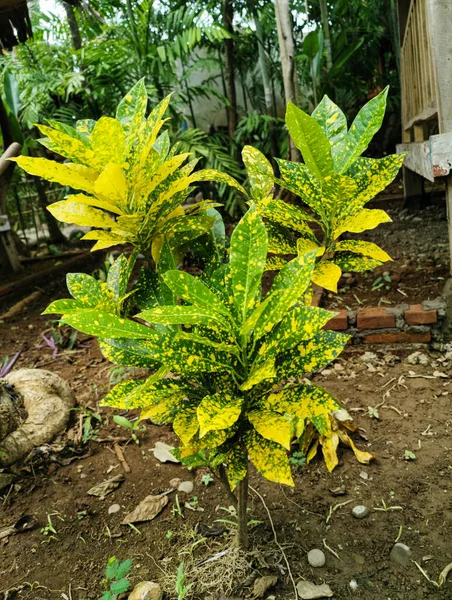 Vista Natural Planta Croton Com Belas Folhas Verdes Amarelas Jardim — Fotografia de Stock