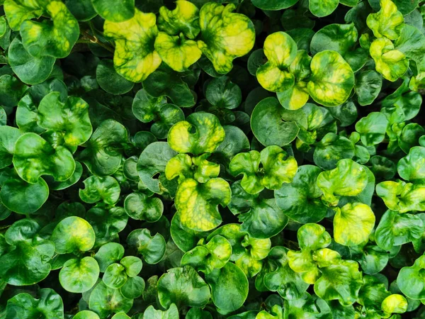 Vista Naturaleza Plantas Jenny Arrastrándose Para Fondo Fondo Pantalla Plantas — Foto de Stock