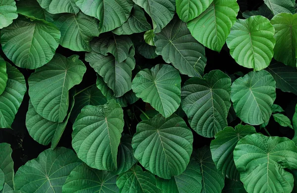 Natuurzicht Van Donkergroene Tropische Bladeren Voor Achtergrond Behang Het Park — Stockfoto