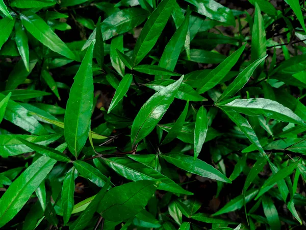 Natuurzicht Van Donkergroene Tropische Bladeren Voor Achtergrond Behang Mooie Frisse — Stockfoto