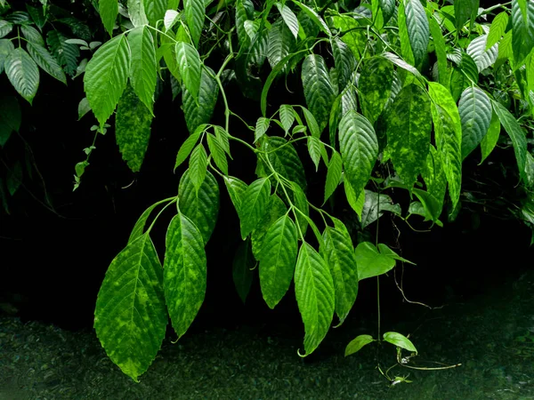 Natuurzicht Van Donkergroene Tropische Bladeren Voor Achtergrond Behang Het Park — Stockfoto