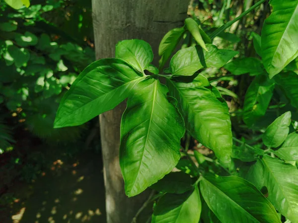Vista Natural Folhas Tropicais Verdes Para Fundo Papel Parede Plantas — Fotografia de Stock