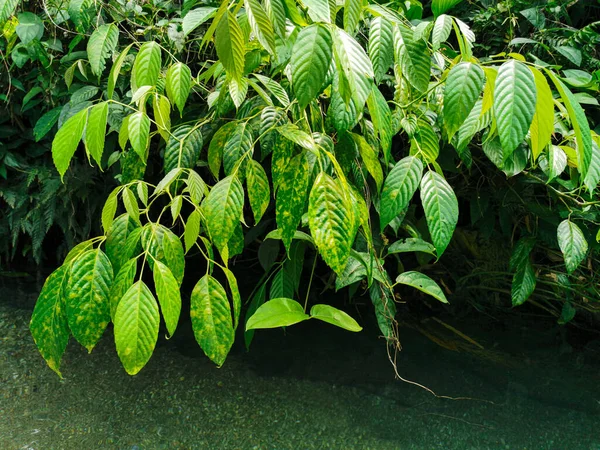 Natuurzicht Van Groene Tropische Bladeren Voor Achtergrond Behang Bij Rivier — Stockfoto