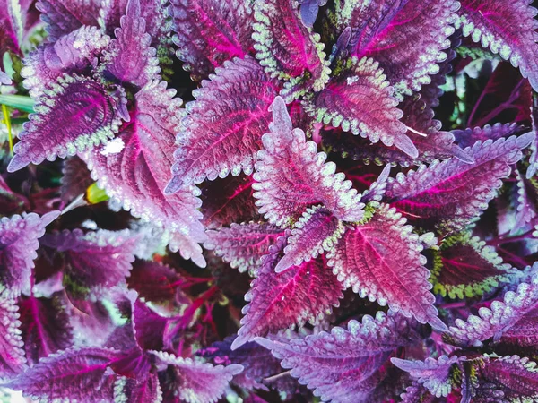 Natural Hermoso Coleus Blumei Planta Jardín Vista Superior Del Creciente — Foto de Stock