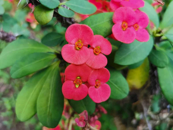 Přírodní Svěží Trnová Koruna Kvetoucí Zahradě Zelenými Listy Tato Rostlina — Stock fotografie