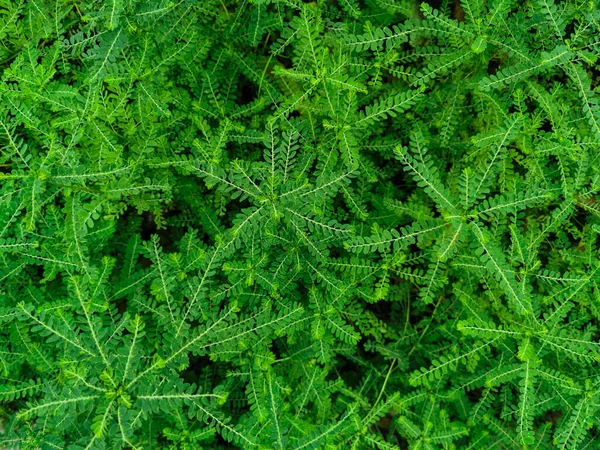 Природные Зеленые Растения Ландшафт Phyllanthus Amarus Тропическое Растение Известное Распространенными — стоковое фото
