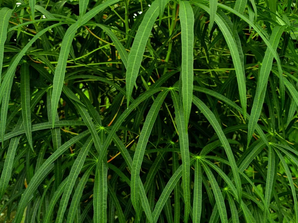 Natureza Vista Verde Mandioca Folha Longa Para Fundo Papel Parede — Fotografia de Stock