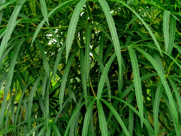 Φύση Πράσινη Άποψη Της Μακράς Φύλλων Cassava Για Φόντο Και — Φωτογραφία Αρχείου