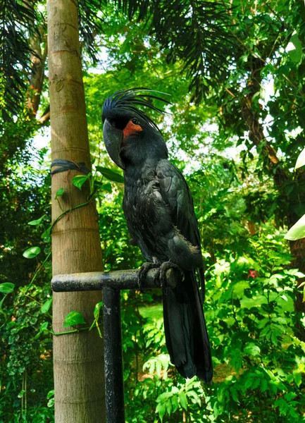 緑の葉の背景に黒いヤシのカクテルの肖像画 動物園で大きなくちばしを持つ珍しい鳥 — ストック写真