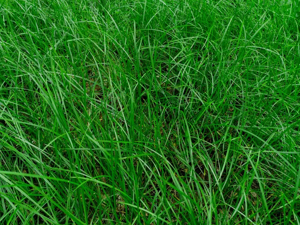 Вид Природу Пышной Зеленой Травы Фона Обоев Зеленые Растения — стоковое фото