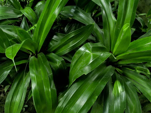 Вид Природу Пандана Листья Фона Обои Свежие Зеленые Тропические Растения — стоковое фото