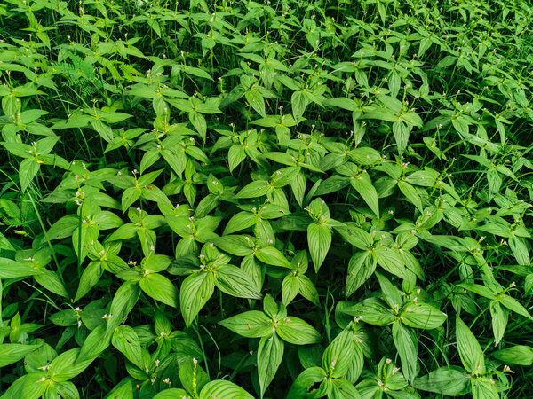 Nature view of Spigelia anthelmia plants for background and wallpaper. Natural green plants landscape