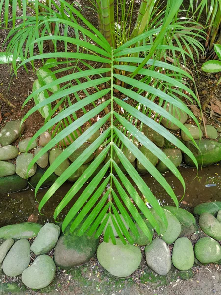 Natur Syn Tropiska Palm Blad För Bakgrund Och Tapeter — Stockfoto