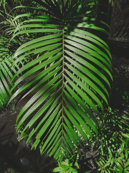 Přírodní Pohled Tropické Palmové Listy Pro Pozadí Tapety — Stock fotografie