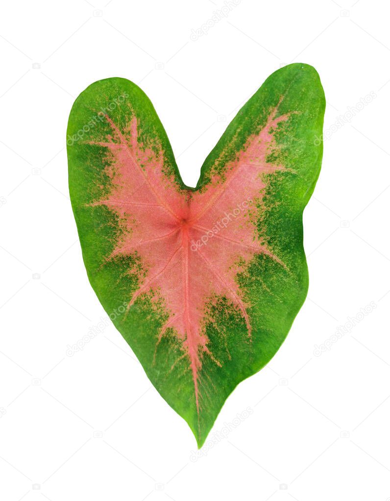 Fresh green leaf of caladium plant isolated on white background without shadow. Exotic tropical leaf with bright pink striped
