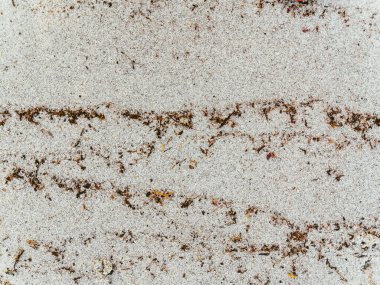 Güneşli bir günde kurumuş deniz bitkileriyle güzel kumsal manzarası. Arkaplan ve duvar kağıtları için güzel beyaz kum yüzeyi