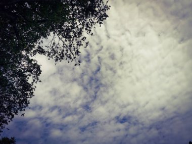 Mavi gökyüzü manzarası ve sonbaharda güzel bulutlar. Ağacın, bulutların ve gökyüzünün doğal manzarası