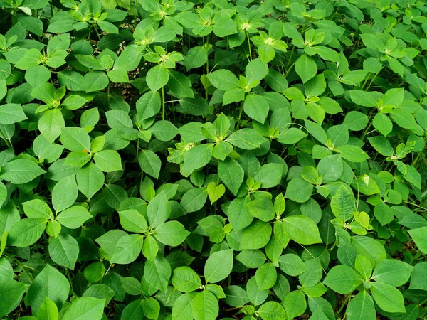 Vista Naturaleza Las Plantas Wild Poinsettia Para Fondo Fondo Pantalla — Foto de Stock