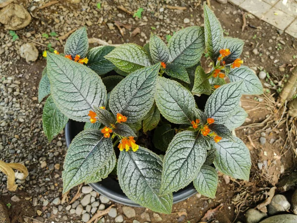 Vista Superior Plantas Dos Sinos Por Sol Com Folhas Bonitas — Fotografia de Stock