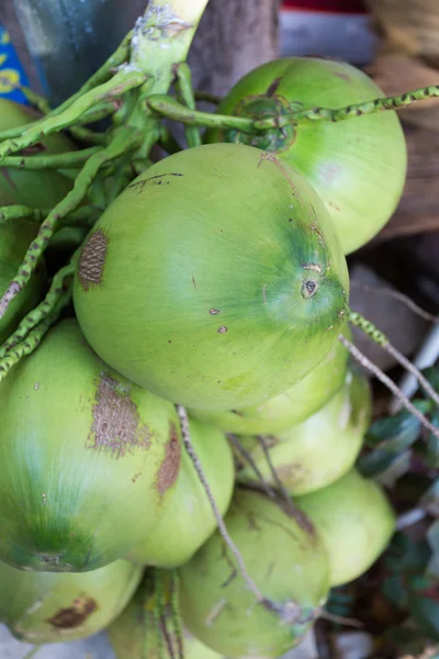 Frutas tropicales de coco — Foto de Stock