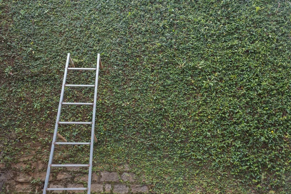 Tangga baja pada ivy daun hijau tanaman tertutup dinding pagar batu — Stok Foto