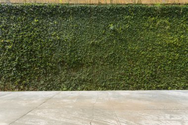 Beton zemin ve yaprak yeşil sarmaşık bitki kaplı taş çit duvar