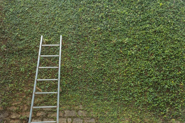 Stahlleiter auf grünem Blatt Efeu Pflanze bedeckt Stein Zaun Wand — Stockfoto